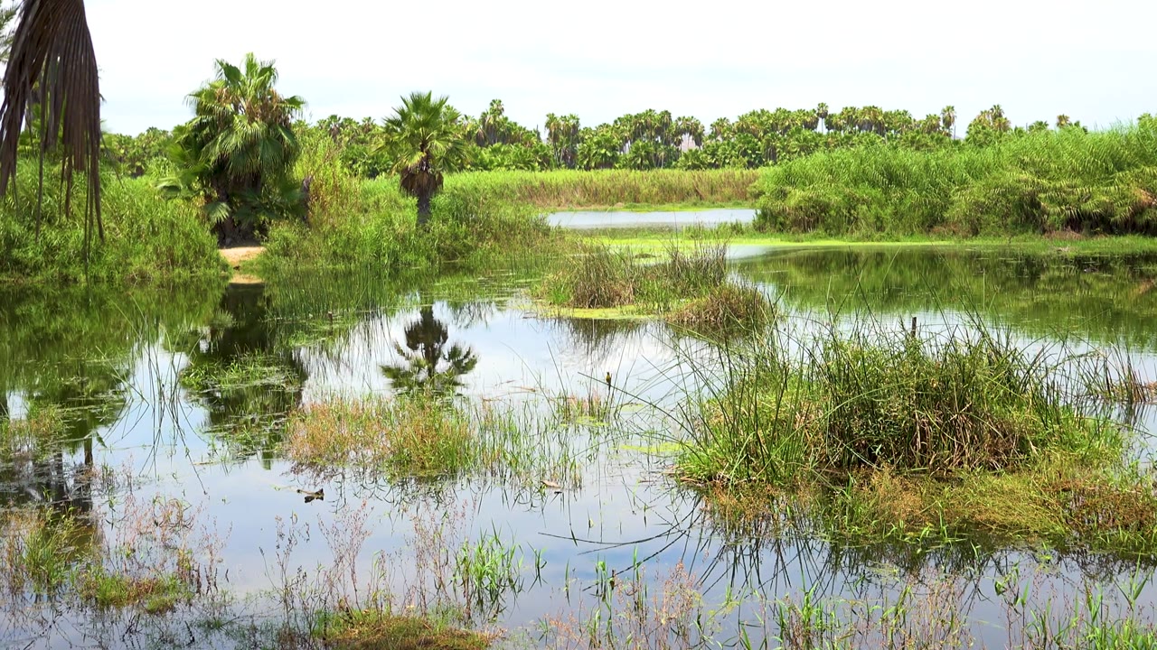 San Jose Del Cabo river or marsh portion with bright green shrubs, a small open water channel in the background, foreground grasses, and no visible people.