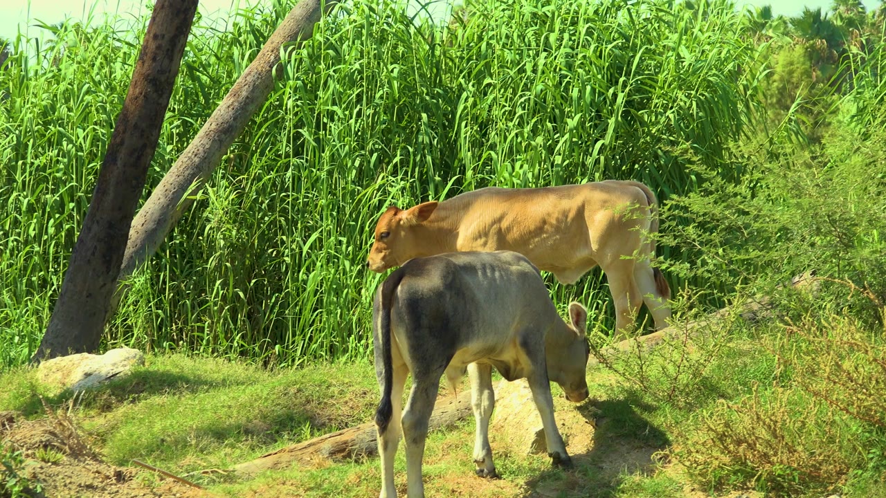 A light brown cow moves behind a darker cow grazing on the bank in San Jose Del Cabo, Mexico, with dense green reeds filling the background and no visible people.