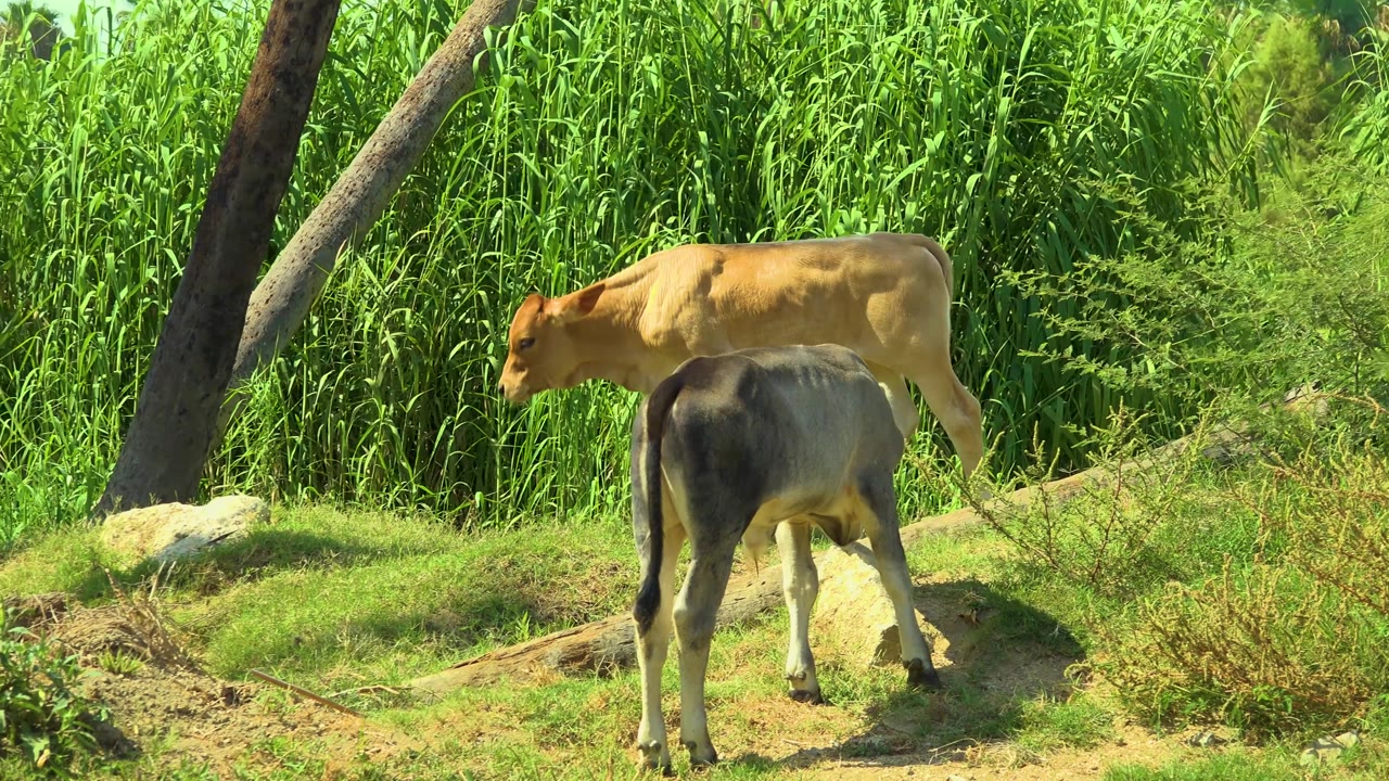 The two cows separate slightly on a sunlit grassy slope in San Jose Del Cabo, Mexico, with the darker cow facing away and the brown cow angled left, no visible people.