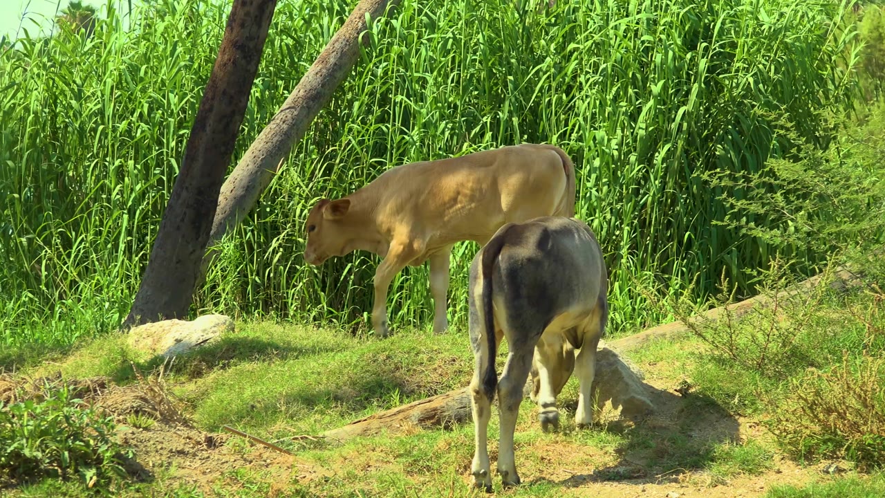 A brown cow walks left along the grassy bank in San Jose Del Cabo, Mexico, while the darker cow lowers its head to feed near rocks, with no visible people.