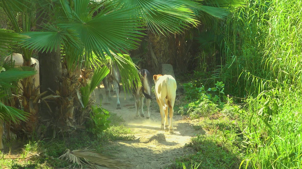 At the opening moment in San Jose Del Cabo, Mexico, a light-colored cow walks away on a narrow dirt path framed by palm fronds and dense green plants, with no visible people.