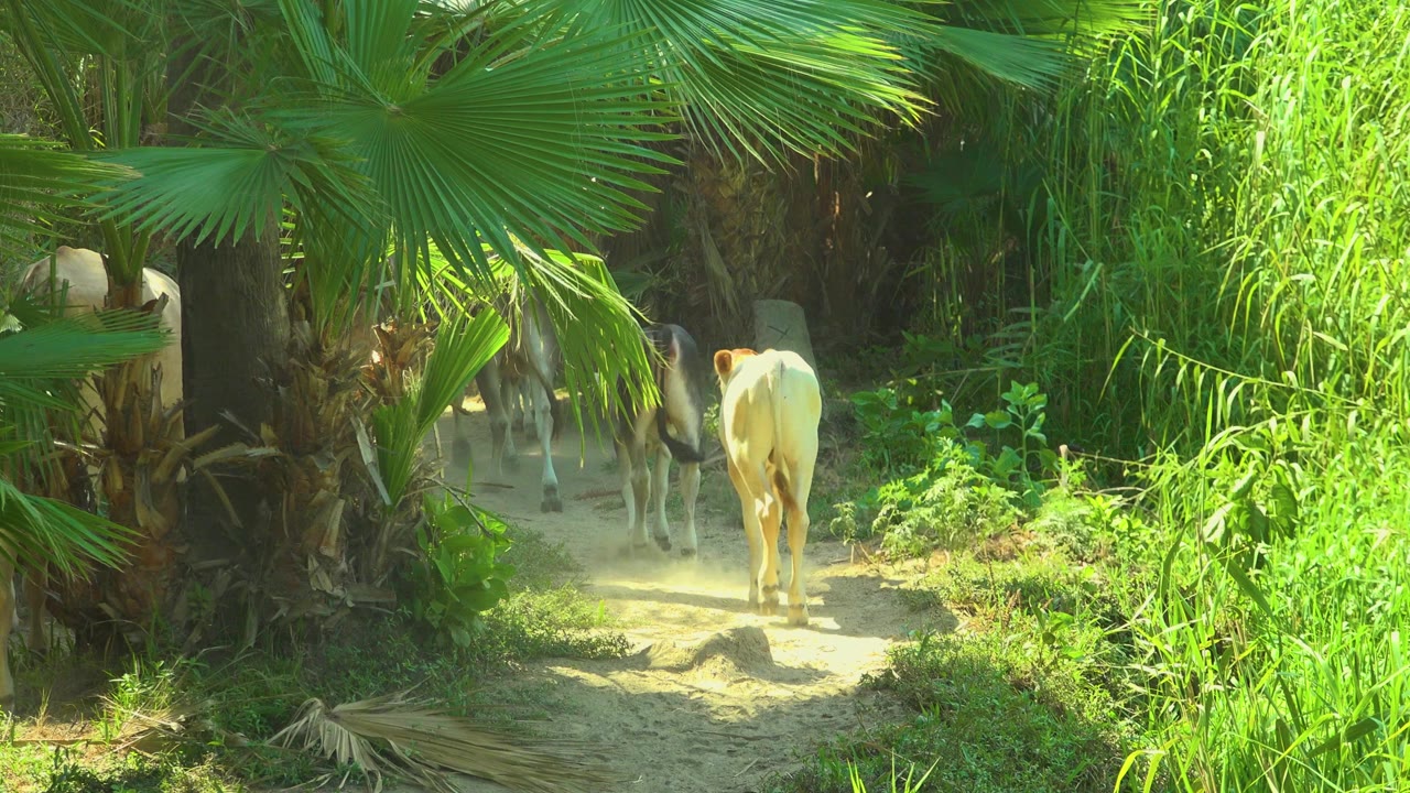 A second later, the light-colored cow has moved deeper into the shaded path in San Jose Del Cabo, Mexico, with tall grass bright on the right and palm leaves overhead, with no visible people.