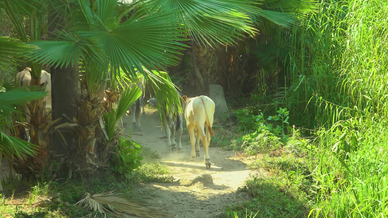 The light-colored cow continues away along the path while a smaller animal shape is partly visible ahead in the shade, surrounded by palms and tall grass in San Jose Del Cabo, Mexico, with no visible people.