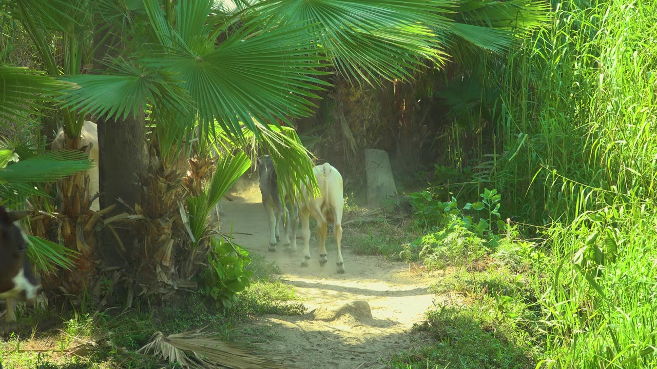 The light-colored cow is now farther from camera near the center of the dusty path, with a thick palm trunk on the left and bright tall grass on the right in San Jose Del Cabo, Mexico, with no visible people.