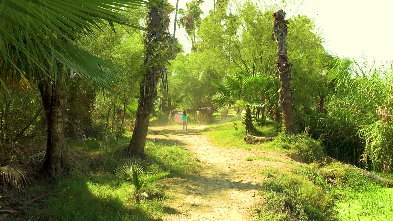 A person in a blue top stands or walks on the sunlit San Jose Del Cabo path while several dark animals occupy the background among palms and trees.