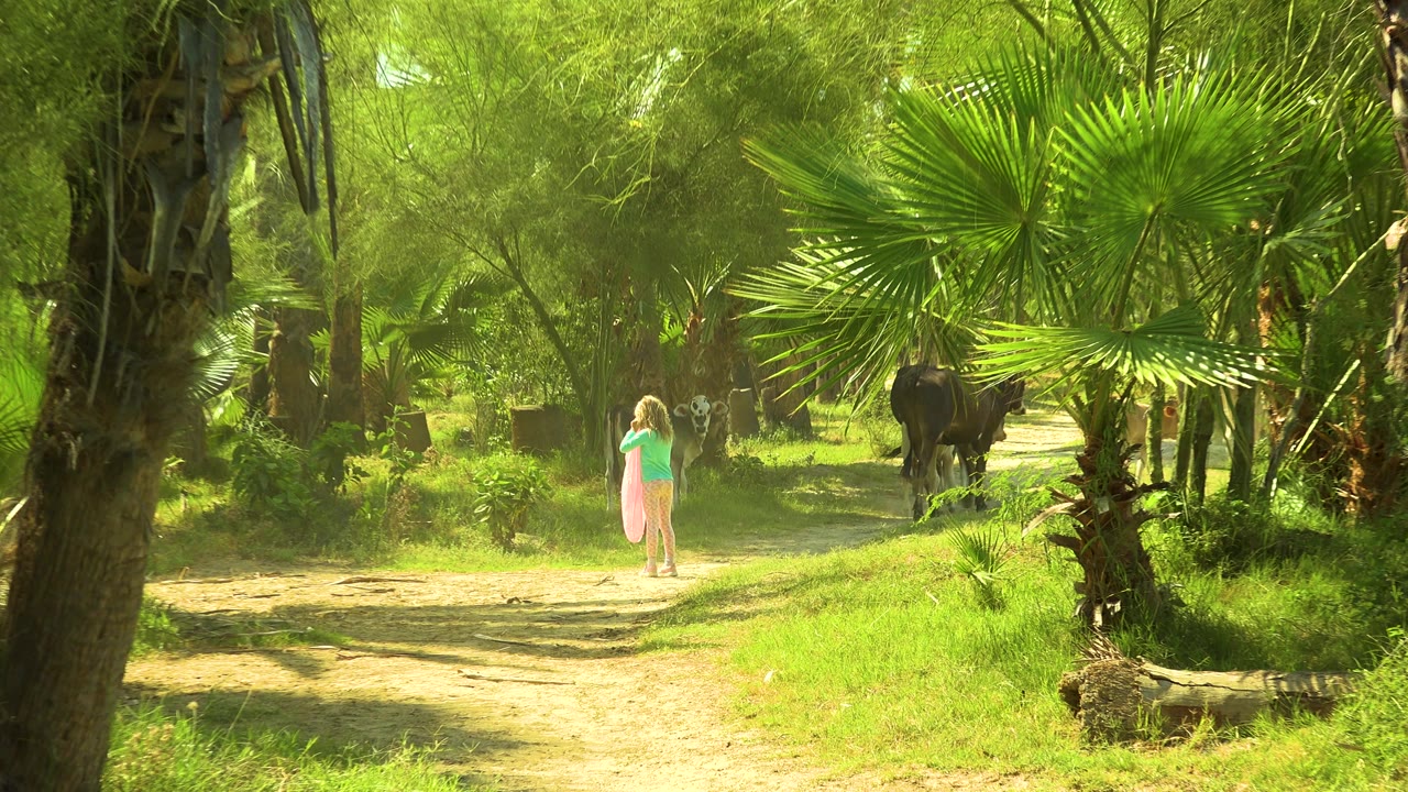In San Jose Del Cabo, Mexico, a young girl stands on a bright dirt trail while cattle appear ahead between palm trunks and dense green vegetation.