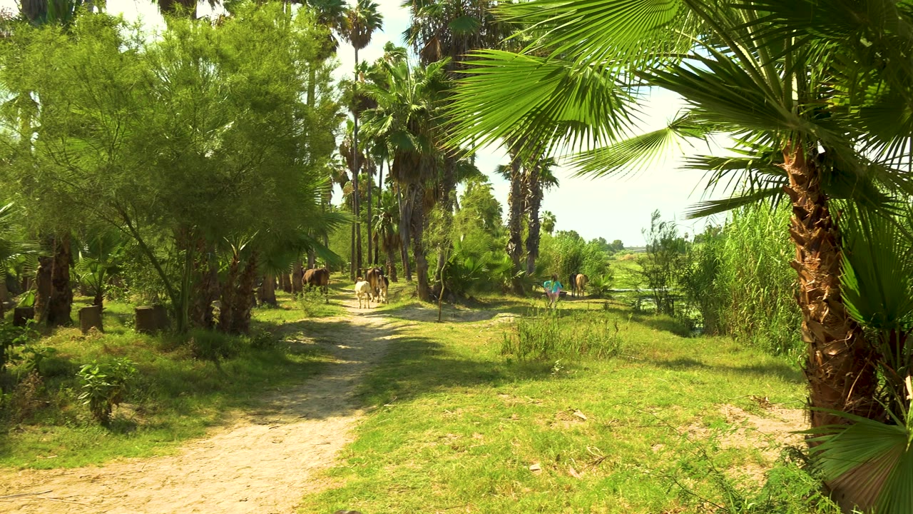 Opening frame in San Jose Del Cabo showing a sandy dirt path, tall palms, green brush, cows at left, and a distant girl in a blue top walking near the center.