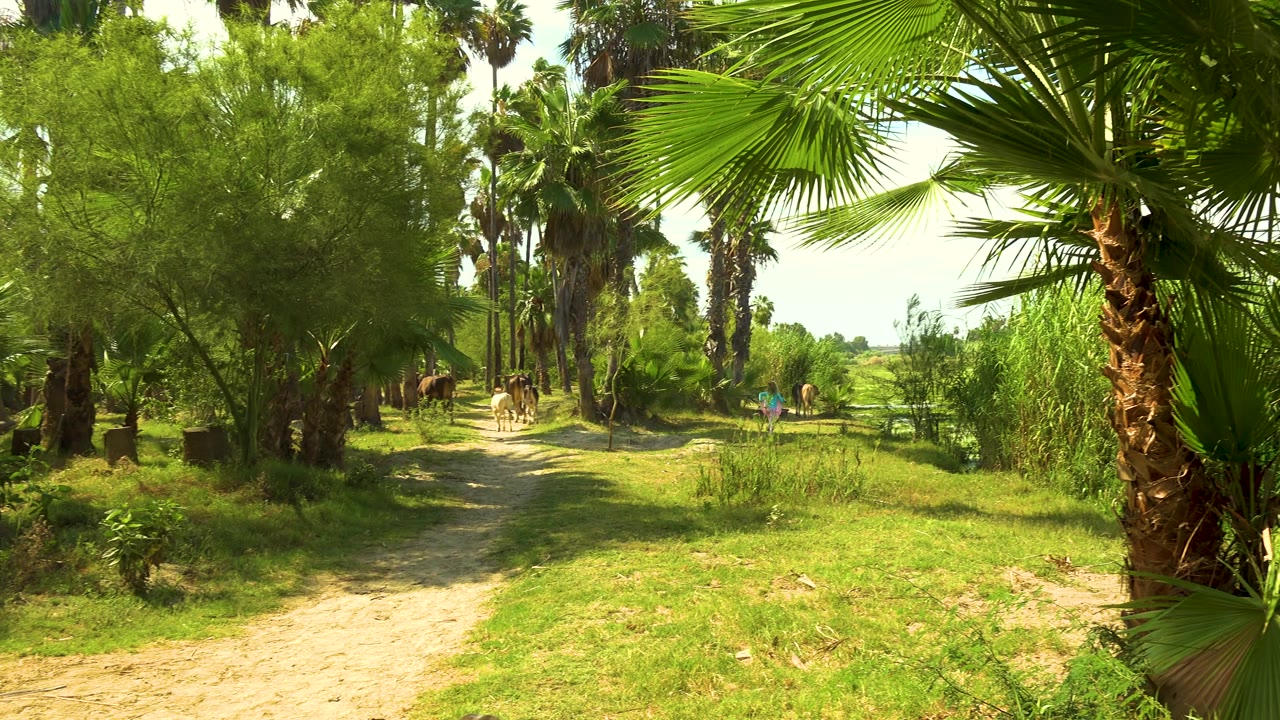 Girl in blue walking along a dirt road near cows and palms.