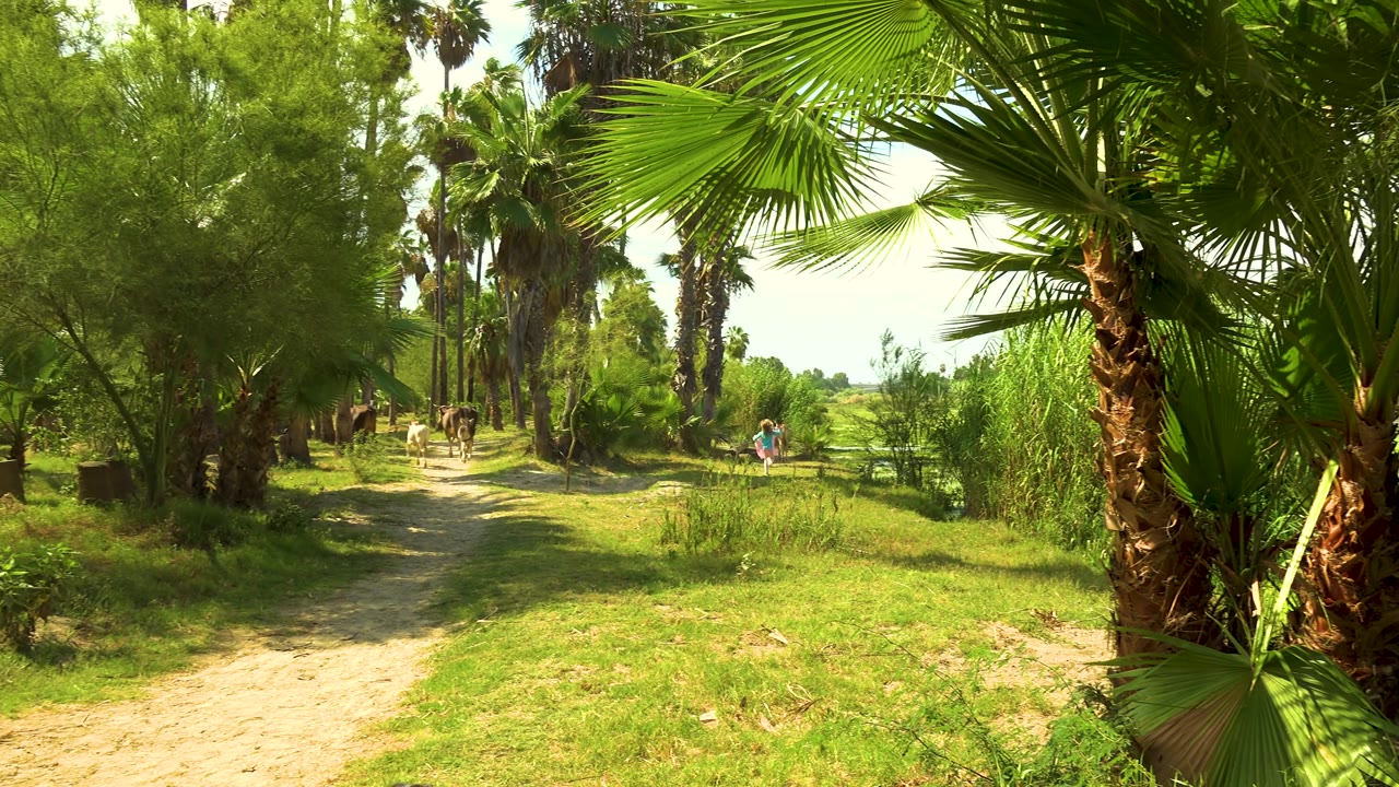 The girl in blue remains in the midground on a sunlit San Jose Del Cabo path, with cattle on the left, palms overhead, and tall green plants along the right side.