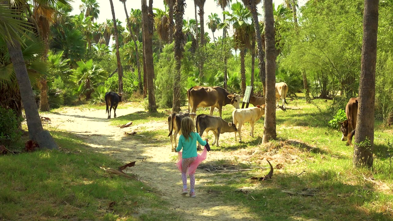 Young girl in a turquoise top and pink pants walks away from camera toward several cows on a sandy path in San Jose del Cabo, Mexico.
