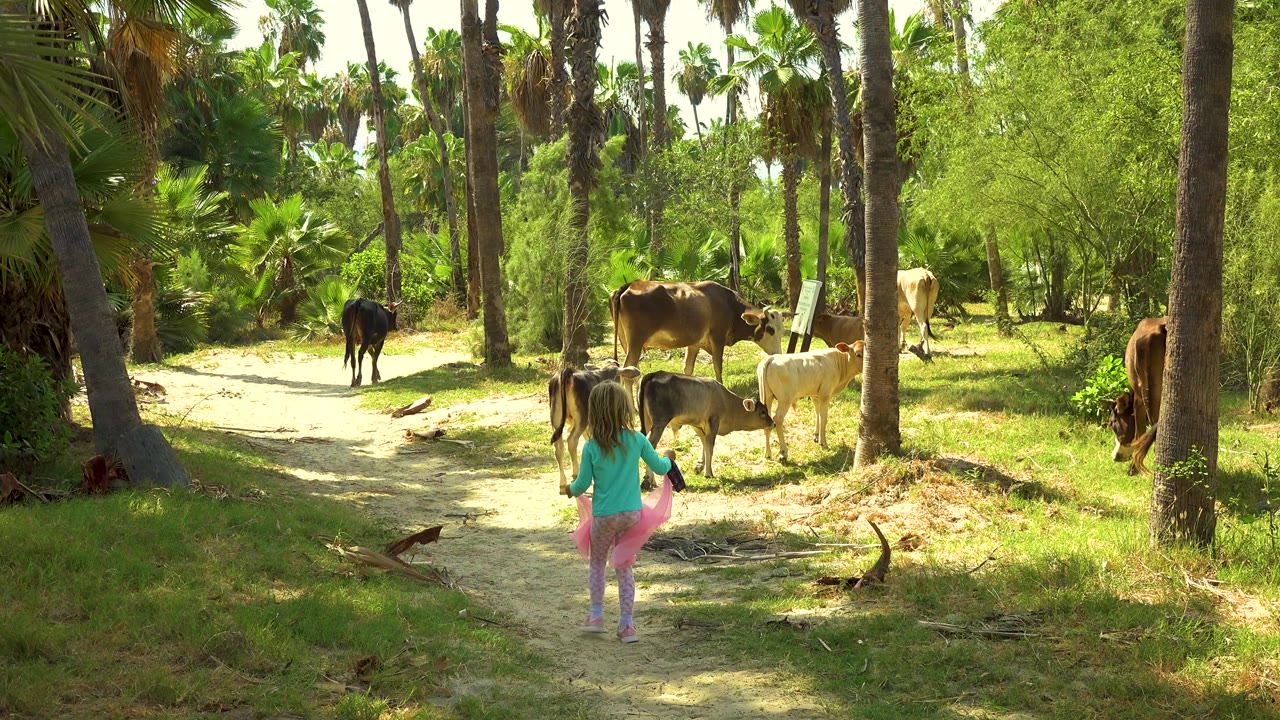 Girl approaches cows while holding pink cloth beside a green tree line.