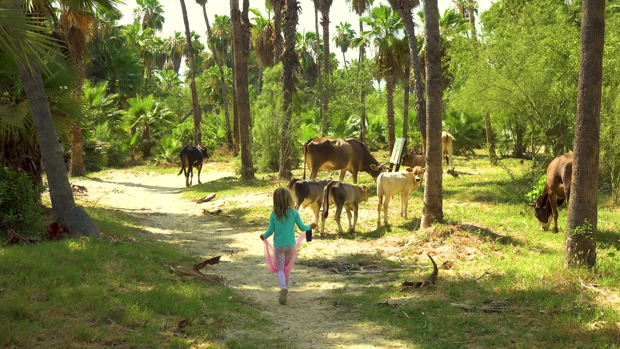 The child runs along the sandy path with the pink cloth visible behind her, while cows stand and graze under palms in San Jose del Cabo, Mexico.