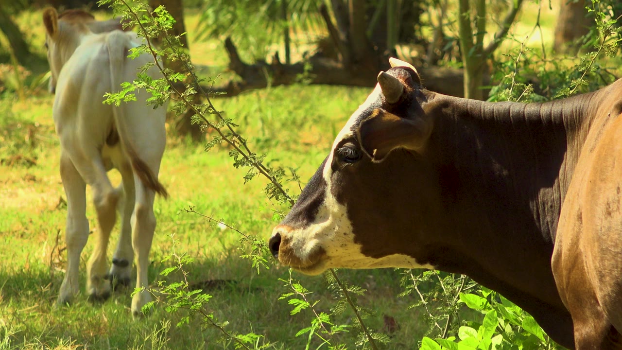Brown cow in foreground with white cow behind in grassy shade