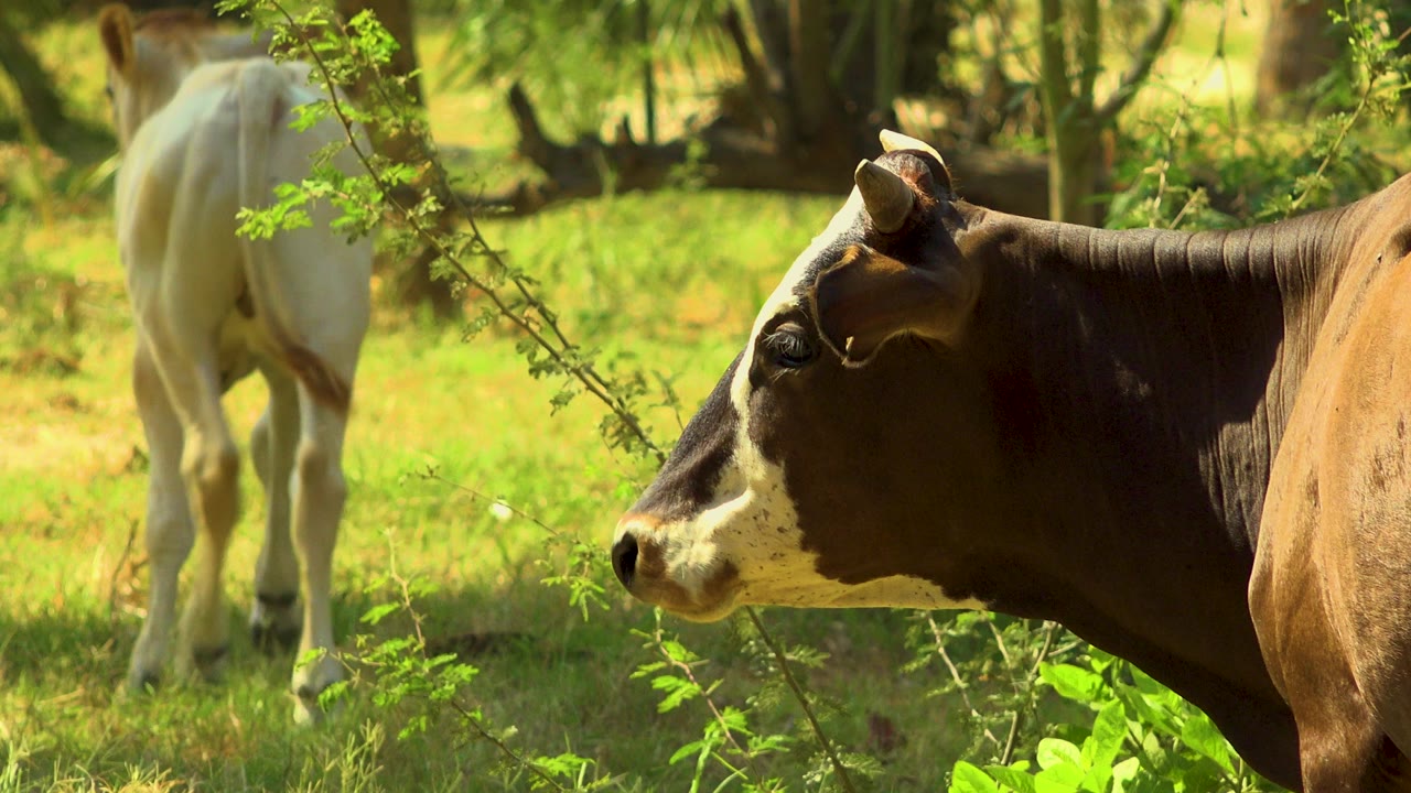 The brown cow's head and shoulder sit near center frame as a white cow remains soft in the background of the San Jose Del Cabo grass, with no visible people.