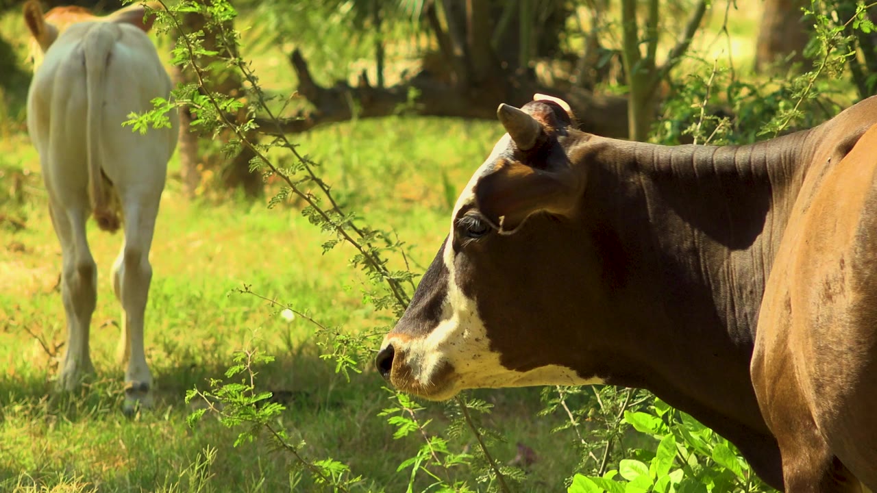 A close profile of the brown cow faces left, with the white cow farther back among grass and trees in San Jose Del Cabo and no visible people.