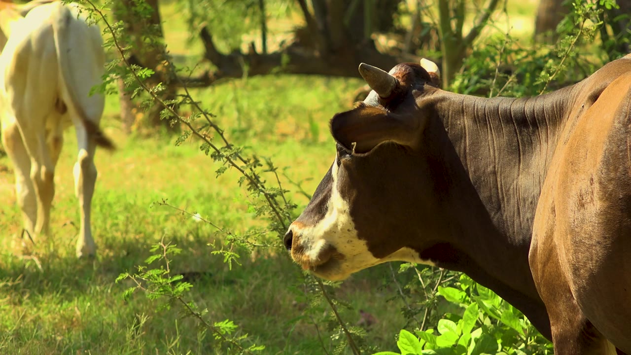 The brown cow turns slightly in the foreground while the white cow is partly cropped at left in the grassy San Jose Del Cabo field, with no visible people.