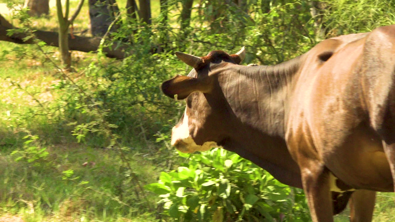 A brown cow with a long tail walks left to right past bright green shrubs and trees in San Jose del Cabo, Mexico, with no visible people.