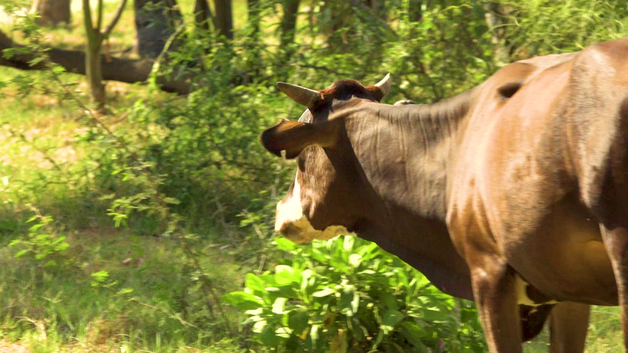 The brown cow continues across the sunny field in San Jose del Cabo, Mexico, with its body closer to the right side and no visible people.