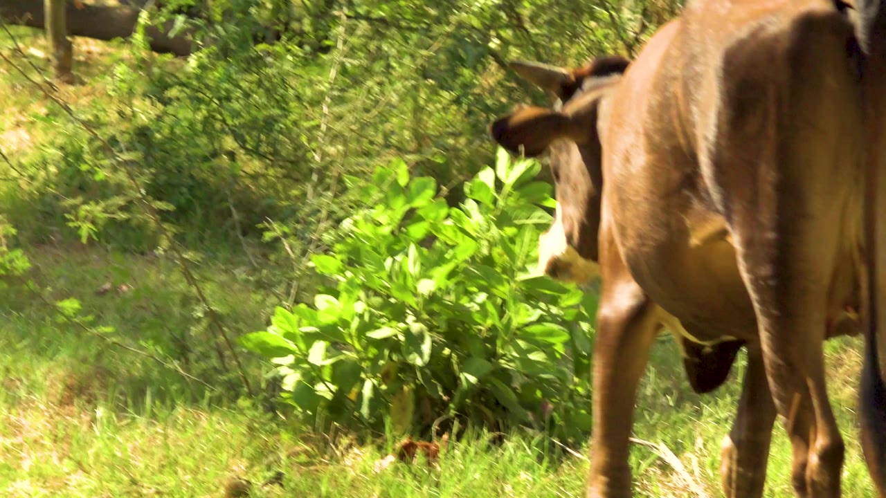 The cow begins to pass out of view in San Jose del Cabo, Mexico, with its rear and tail near the right edge, green plants in front, and no visible people.