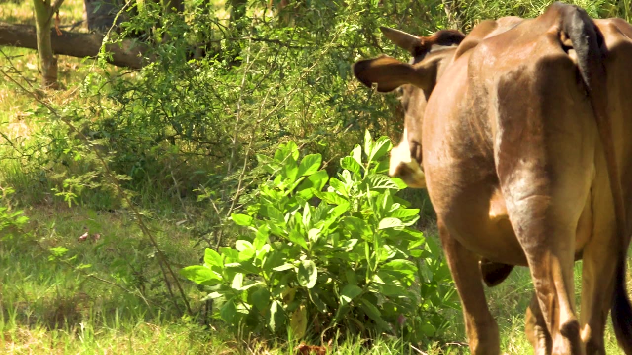 Cow walking away with green shrubs and trees around it.