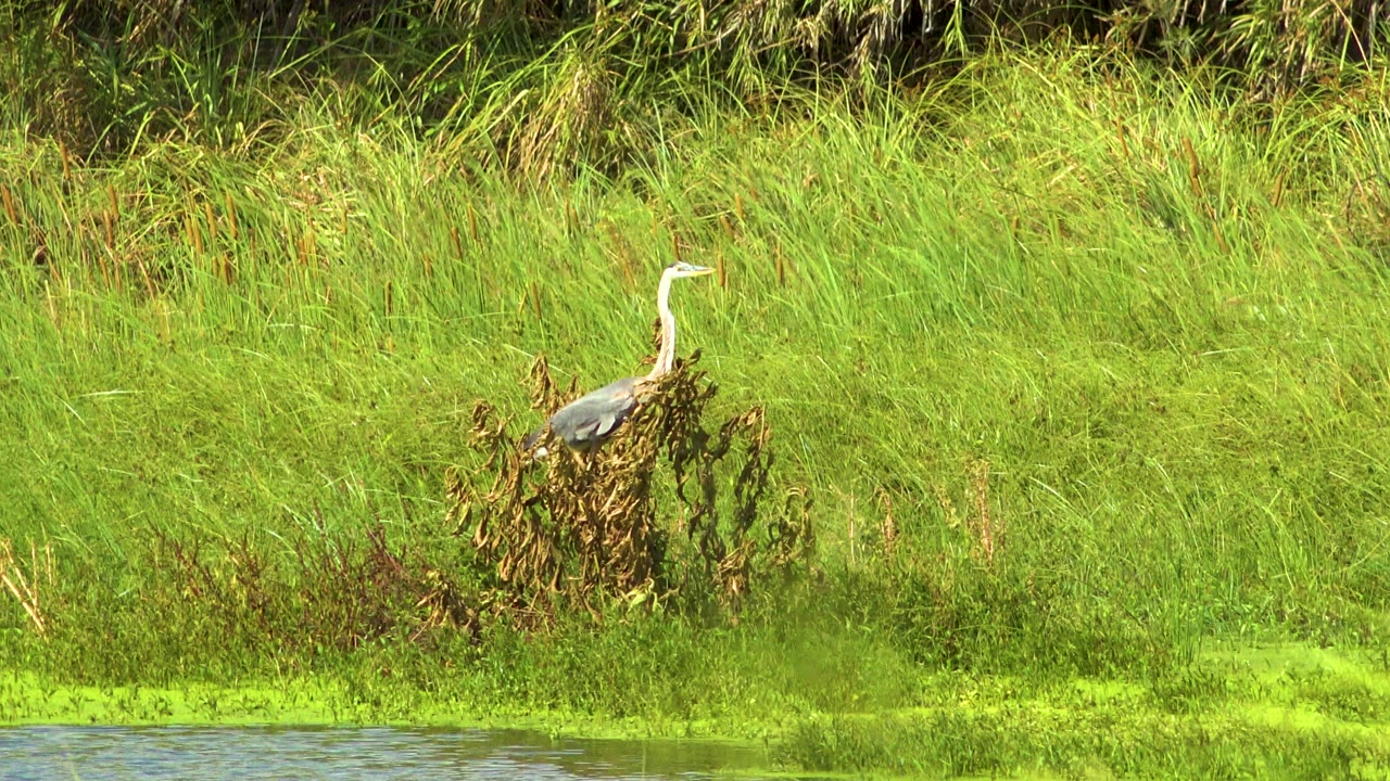 A great blue heron stands on brown marsh vegetation in San Jose del Cabo, Mexico, with bright green grass and reeds behind it and no visible people.