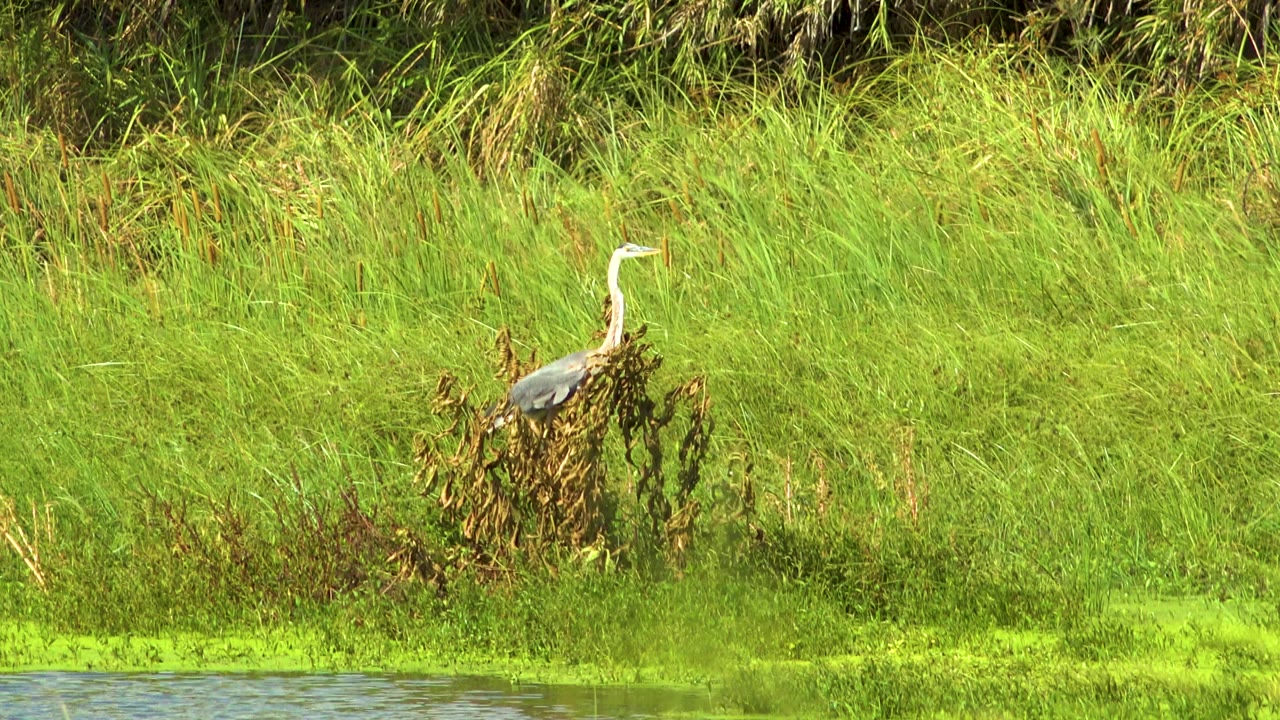 The heron remains upright on a brown plant clump in San Jose del Cabo, Mexico, with a narrow wetland edge at the bottom and no visible people.