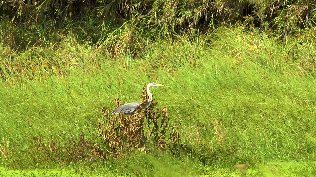 A great blue heron faces right from a marsh clump in San Jose del Cabo, Mexico, surrounded by tall green grass and darker reeds, with no visible people.