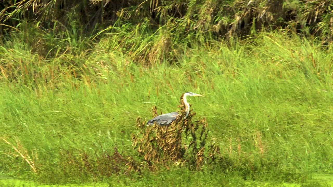 The heron is still perched lower in the frame in San Jose del Cabo, Mexico, with bright green marsh grass around it and no visible people.