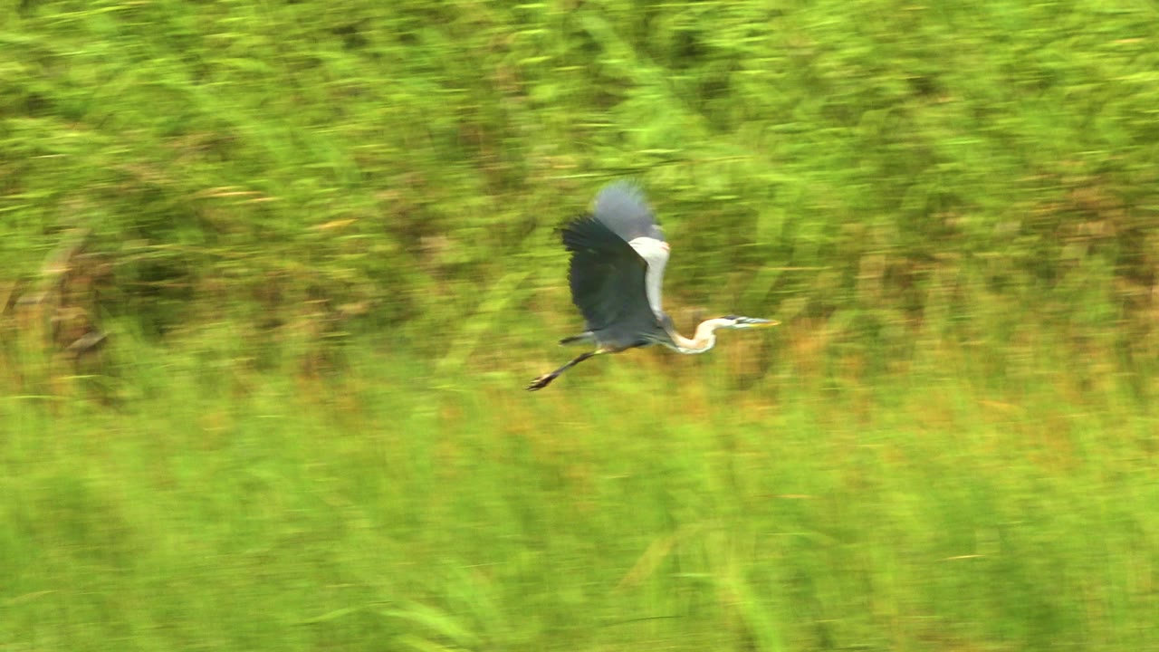 Crane flying over bright green vegetation.