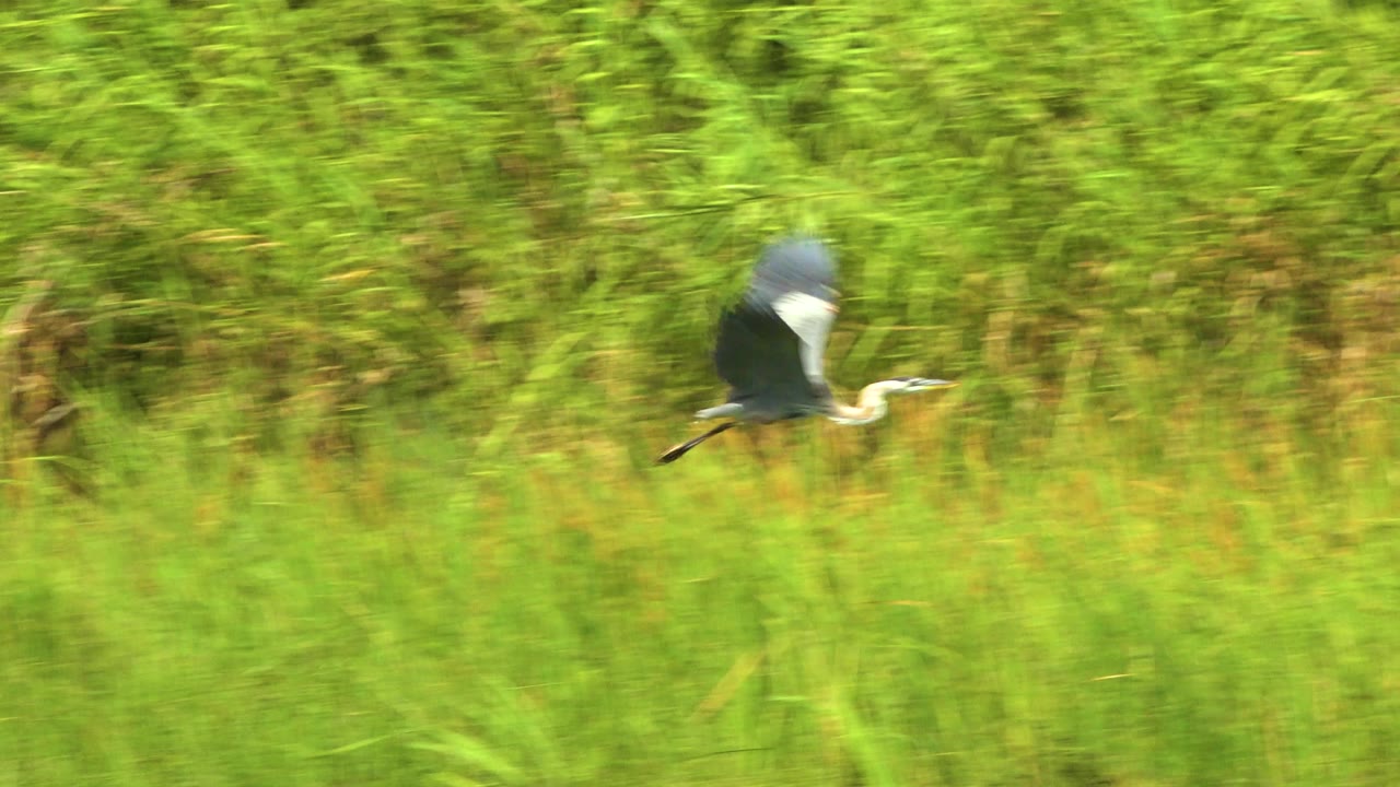 The crane continues across the center of the frame with wings raised, backed by bright green vegetation in San Jose del Cabo, Mexico, and no visible people.
