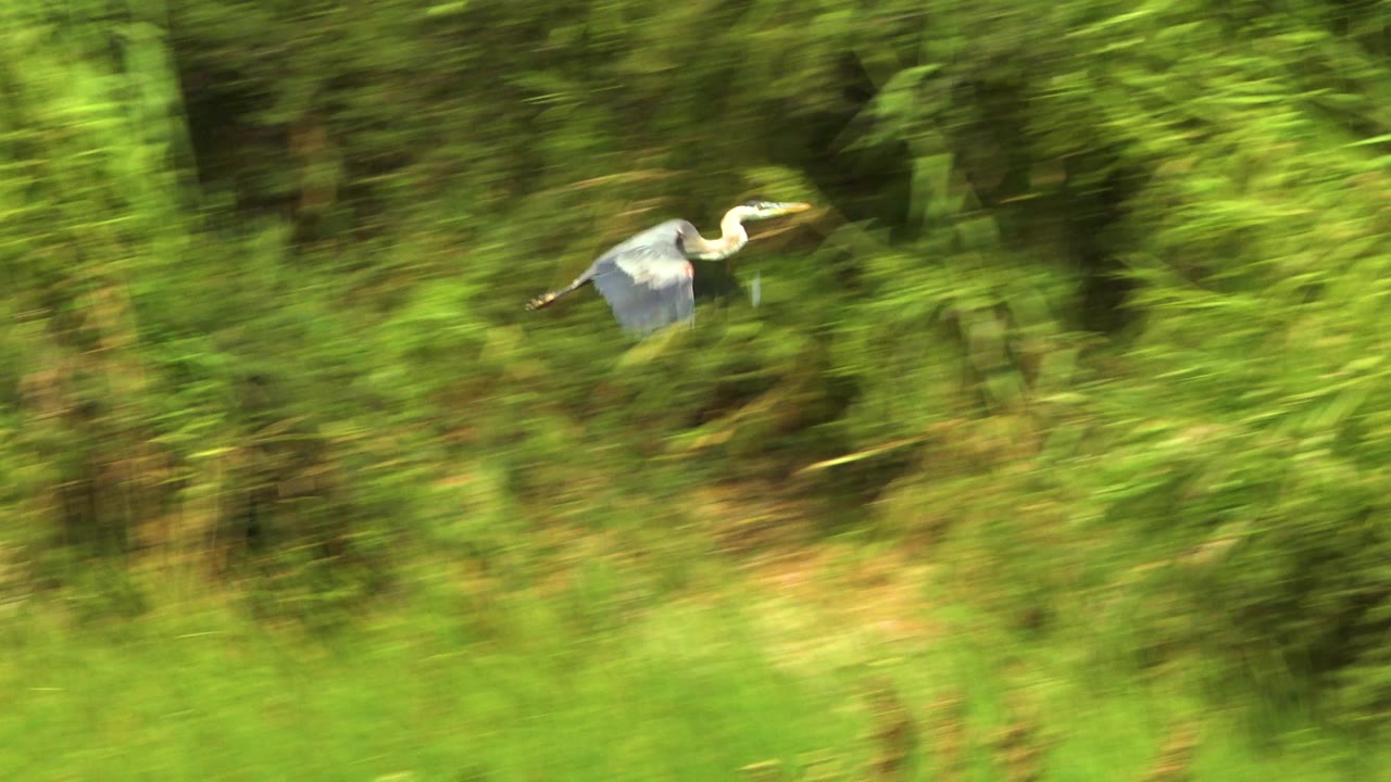 A crane flies near the upper right of the frame, its pale wings catching light against dense green foliage in San Jose del Cabo, Mexico, with no visible people.