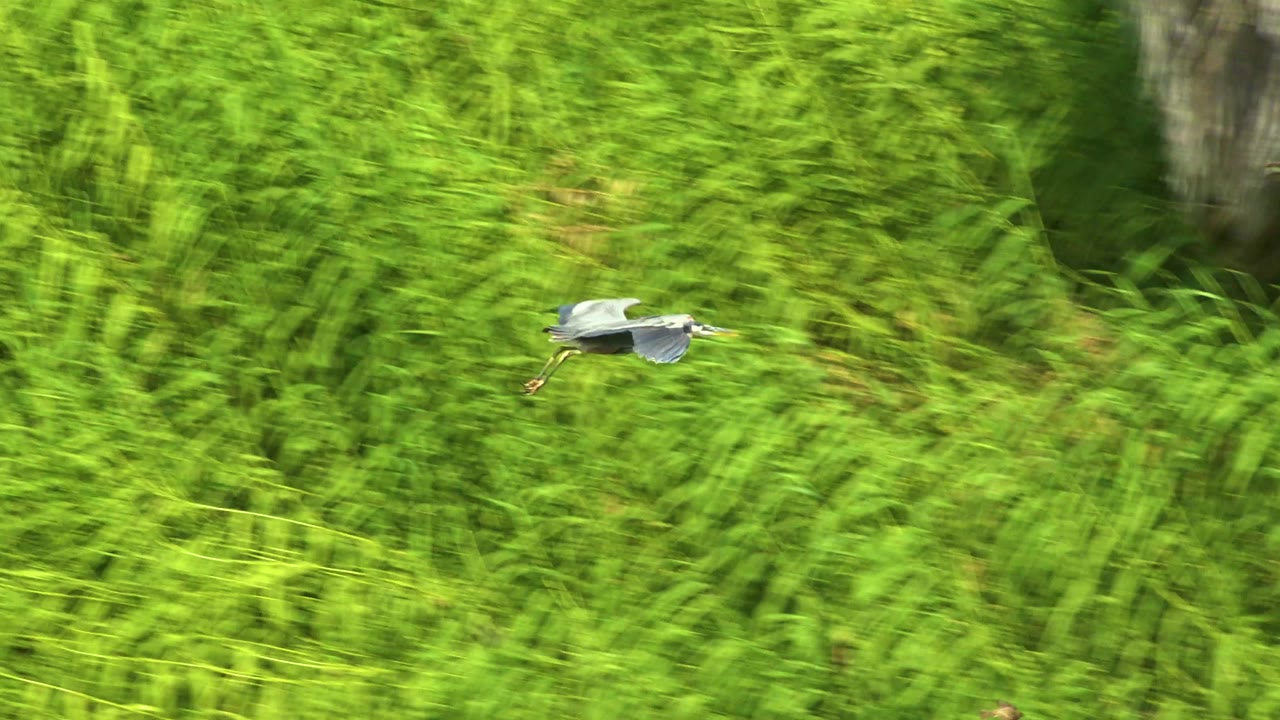 White and gray bird flying over bright green reeds.
