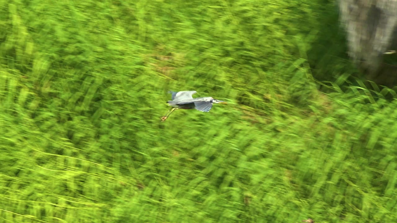 The bird stays small in the frame as it crosses a dense wall of green grass and foliage in San Jose del Cabo, Mexico, with no visible people.