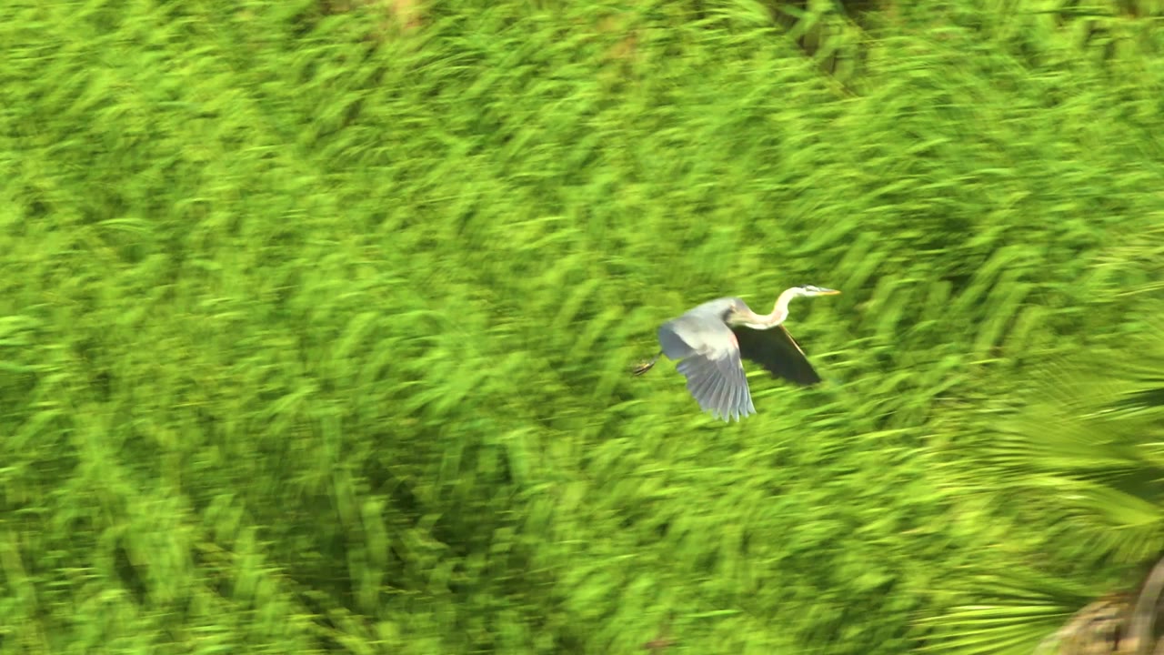 The long-beaked bird passes through the left side of the frame in front of layered green brush in San Jose del Cabo, Mexico, with no visible people.