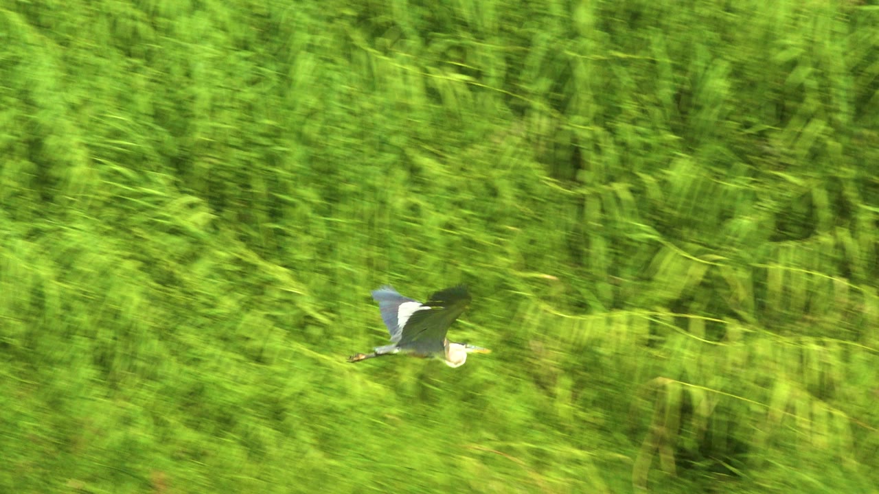 A gray and white pelican flies left to right in front of dense green vegetation in San Jose Del Cabo, Mexico, with no visible people.