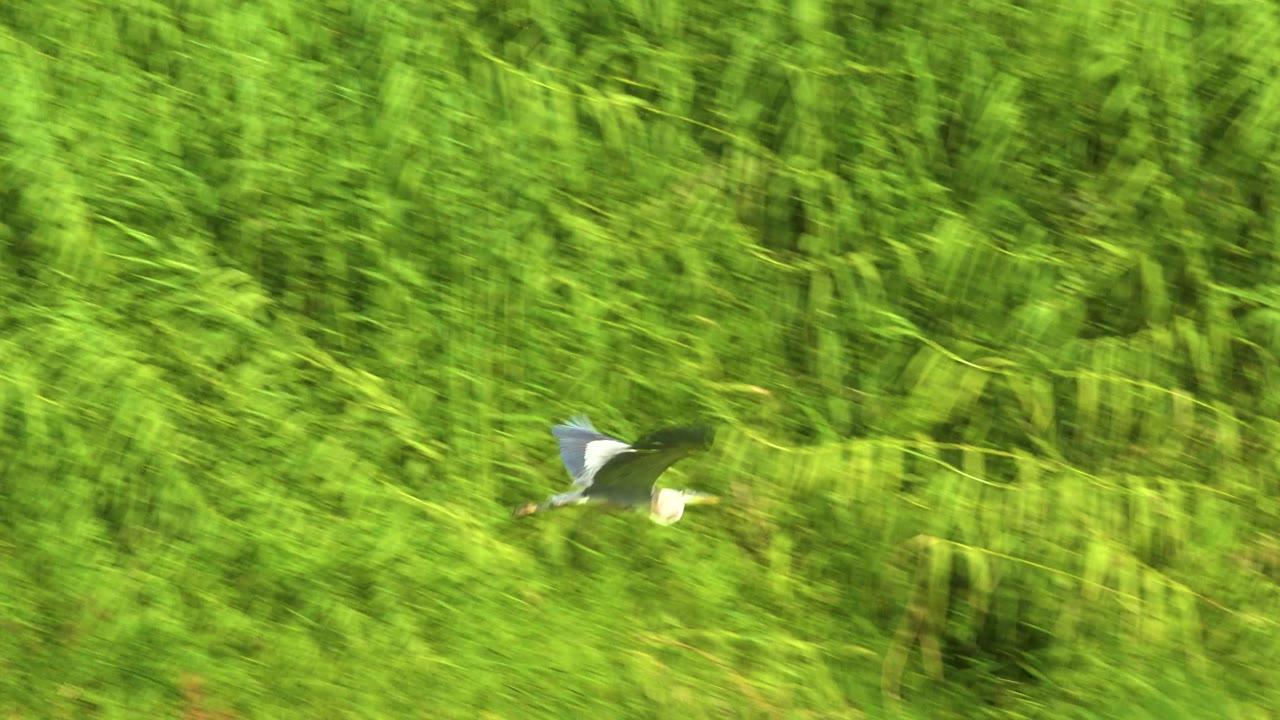Bird in flight centered against blurred green reeds