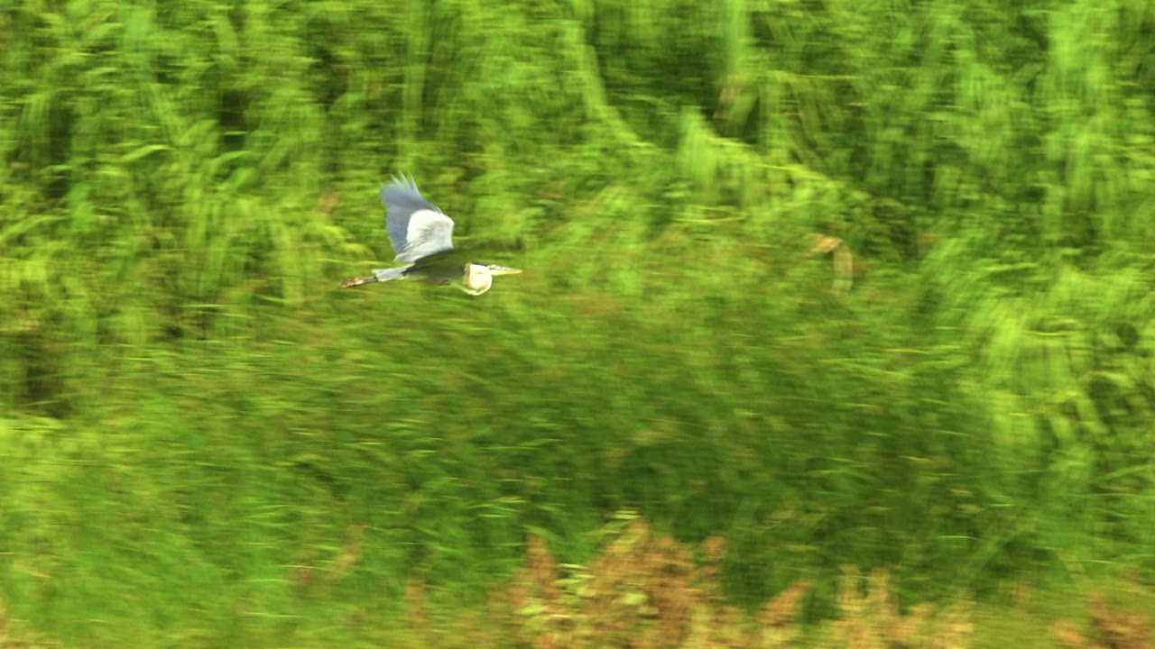 The bird is smaller and farther right in the frame, flying above darker green brush in San Jose Del Cabo, Mexico, with no visible people.