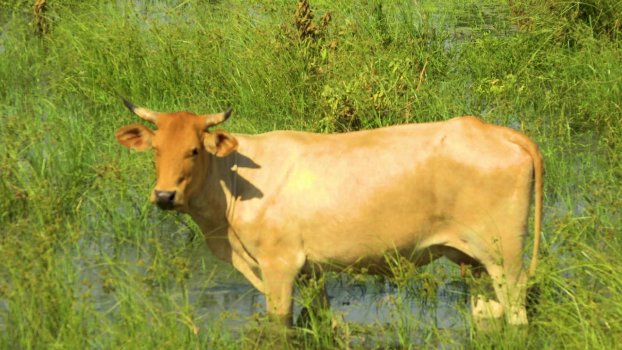 Brown bull standing in wet green grass
