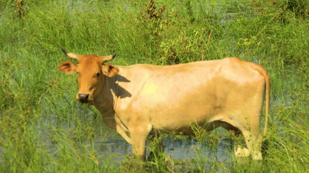 The bull remains side-on in the wet grass, its head angled toward the camera and its legs partly hidden by water and vegetation in San Jose del Cabo, Mexico, with no visible people.