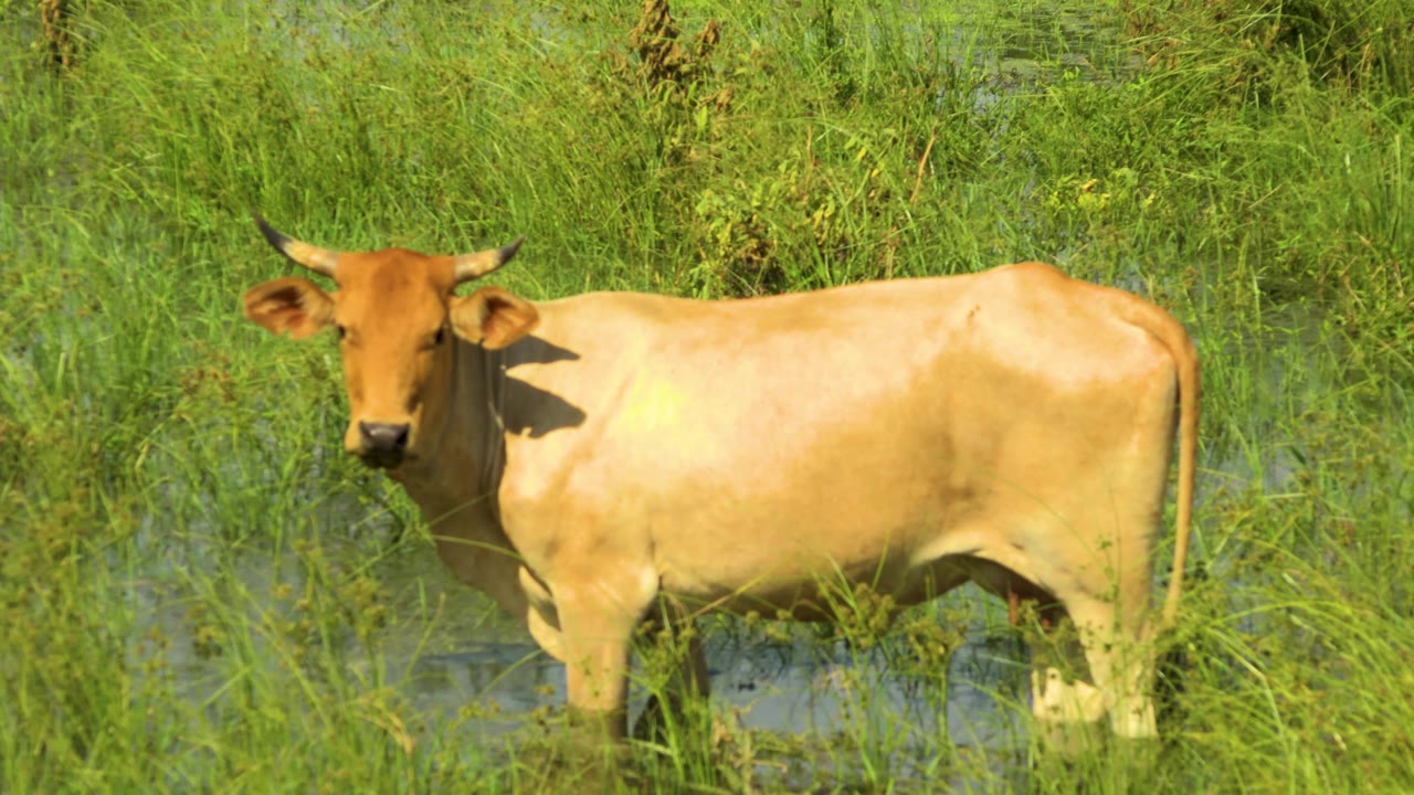 The brown bull stands in nearly the same side view, with bright sun on its body and dense green vegetation filling the background in San Jose del Cabo, Mexico, with no visible people.