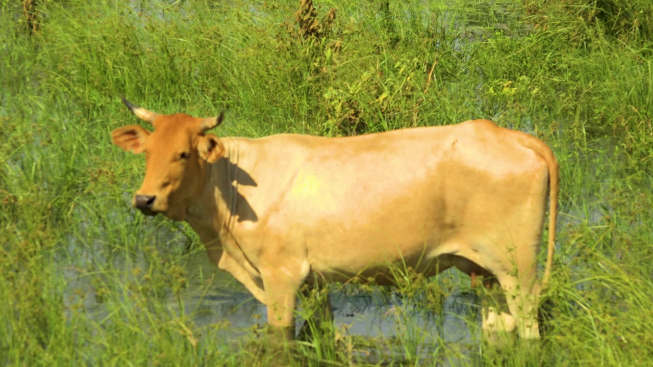 The bull turns its head more toward the left while standing in shallow water and grass in San Jose del Cabo, Mexico, with no visible people.