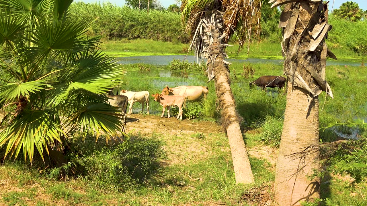 Cattle stand near shallow wetland water in San Jose Del Cabo, Mexico, partly framed by palm trunks and fan leaves, with no visible people.