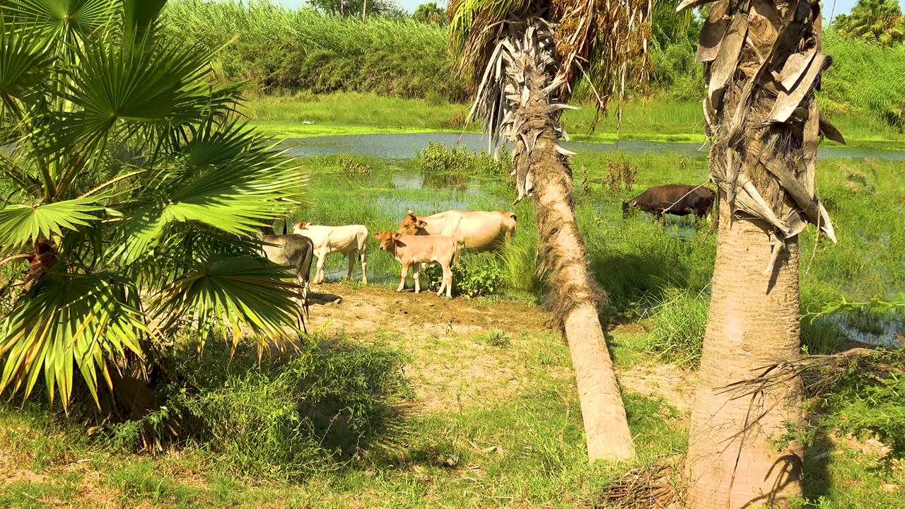 Small group of cattle beside water and palms.