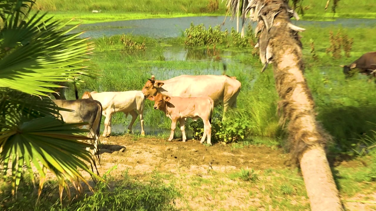 Cattle stand and graze near wetland water in San Jose Del Cabo, Mexico, while a large fan palm leaf crosses the foreground, with no visible people.