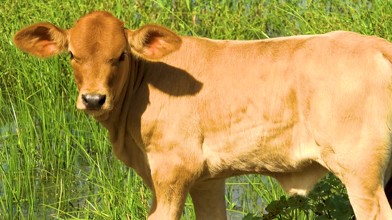 The cow remains broadside in a sunlit green field in San Jose Del Cabo, Mexico, with its head near the left side of frame and no visible people.