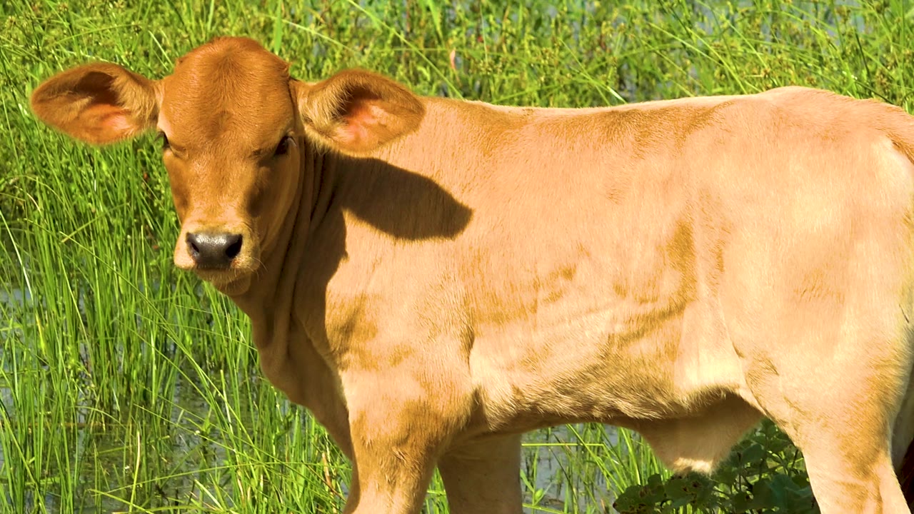 A tan cow looks more directly forward from a side-on stance in the green field, with wet grass patches behind it and no visible people.
