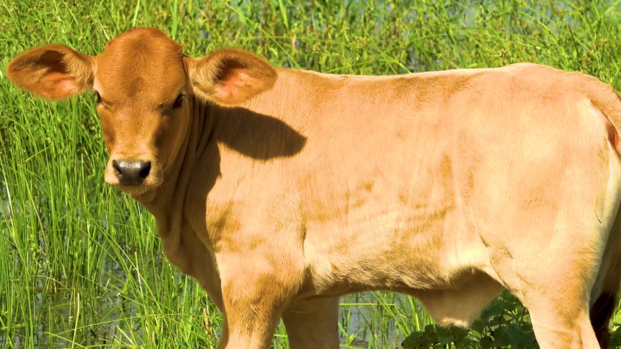 The cow appears slightly larger in frame, standing in tall grass with its head turned toward the viewer and no visible people in the field.