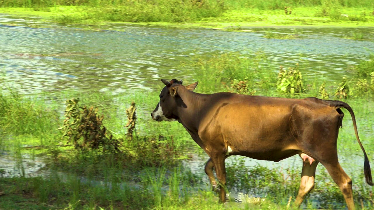 Brown cow walking beside shallow water and green grass