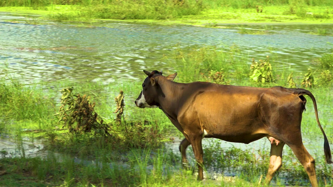 The brown cow continues along the wet grassy bank with rippled water behind it in San Jose Del Cabo, Mexico, and no visible people.
