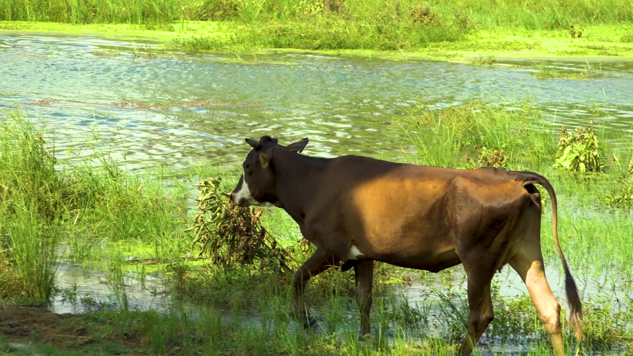 A brown cow steps past taller green plants at the water's edge in San Jose Del Cabo, Mexico, with bright light on its side and no visible people.